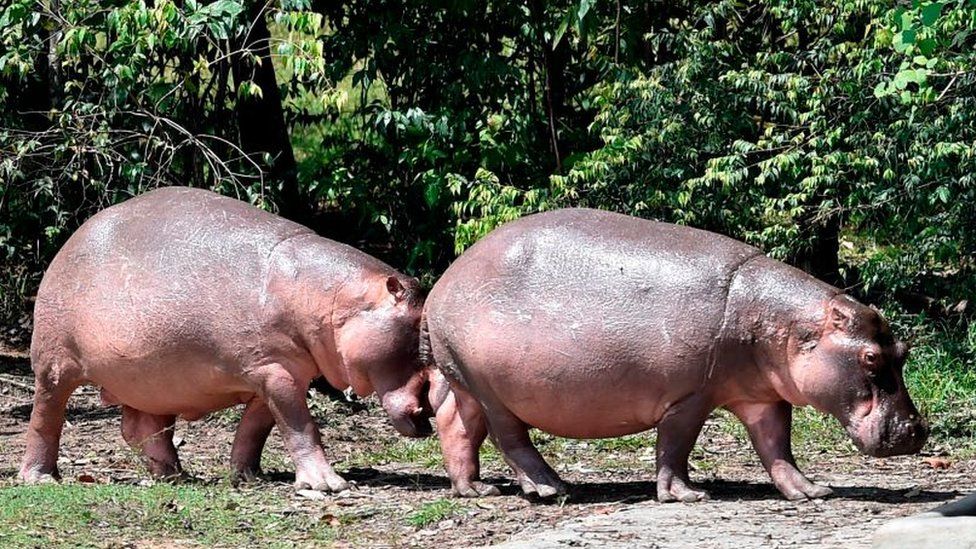 Pablo Escobar: Colombia sterilises drug lord's hippos